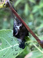 Omphalocera munroei