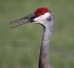 Antigone canadensis pratensis