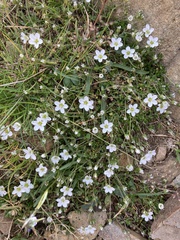 Arenaria ciliata ciliata