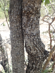 Capurodendron