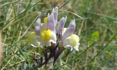 Linaria polygalifolia polygalifolia