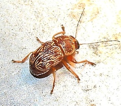 Pachybrachis turbidus