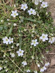 Arenaria ciliata ciliata