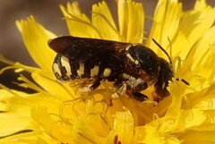 Dianthidium simile