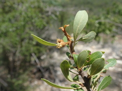Capurodendron