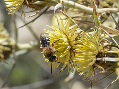 Colletes dimidiatus