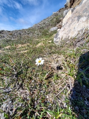 Chrysanthemum integrifolium