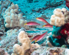 Pseudojuloides cerasinus