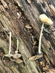 Agrocybe rivulosa