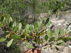 Capurodendron
