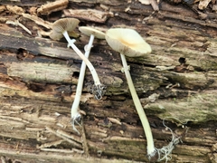 Agrocybe rivulosa