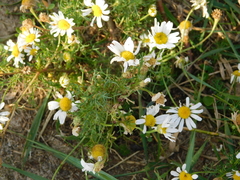 Tripleurospermum inodorum