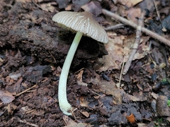 Pluteus deceptivus