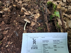 Pluteus deceptivus