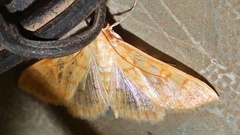 Psara dryalis