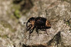 Cryptorhynchus lapathi