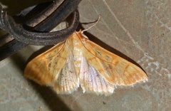 Psara dryalis