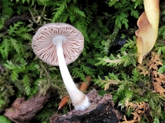 Pluteus septocystidiatus