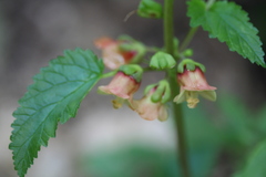 Scrophularia trifoliata