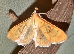 Psara dryalis