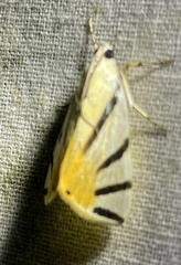 Dichogama prognealis