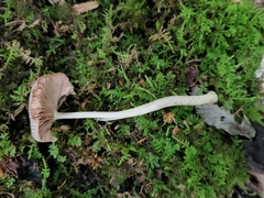 Pluteus deceptivus