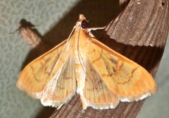 Psara dryalis