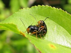 Cryptocephalus flavipes
