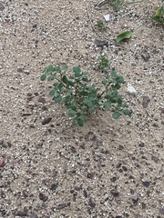 Trianthema portulacastrum