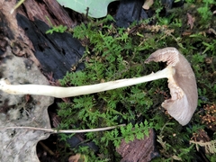 Pluteus deceptivus