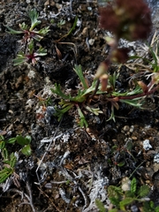 Artemisia globularia
