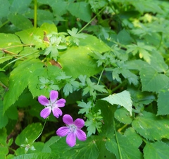 Geranium palustre