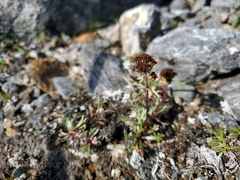 Artemisia globularia