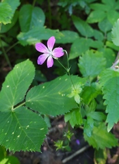 Geranium palustre