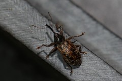 Dorytomus longimanus