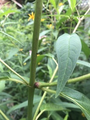 Neolasioptera asclepiae