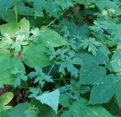 Geranium palustre