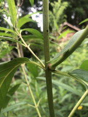 Neolasioptera asclepiae