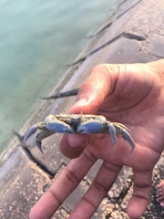 Macrophthalmus depressus