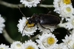 Lepturopsis dolorosa