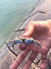 Macrophthalmus depressus