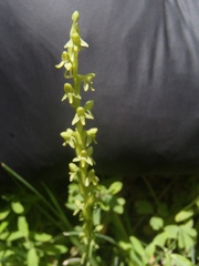 Platanthera limosa