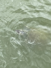 Apalone ferox