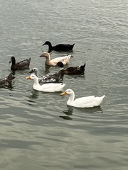 Anas platyrhynchos domesticus