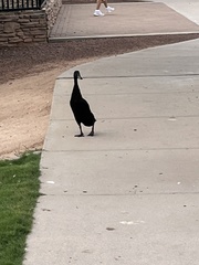 Anas platyrhynchos domesticus