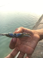 Macrophthalmus depressus