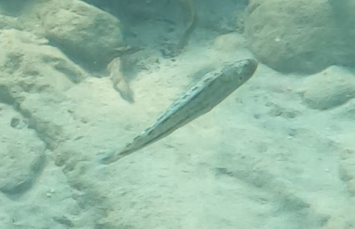 Tyrannochromis macrostoma