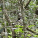 Ornithoptera meridionalis - Photo (c) snapdragyn,  זכויות יוצרים חלקיות (CC BY-NC), הועלה על ידי snapdragyn