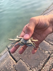 Macrophthalmus depressus