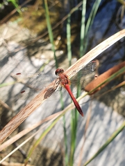 Sympetrum sanguineum